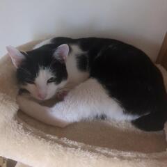 保護猫２兄弟の里親募集 - 富津市