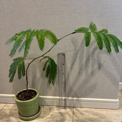 観葉植物　エバーフレッシュ　鉢植え付き