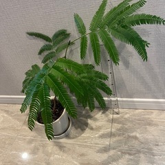 観葉植物　エバーフレッシュ　鉢植え付きの画像