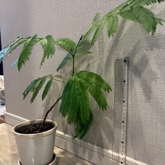 観葉植物　エバーフレッシュ　鉢植え付きの画像