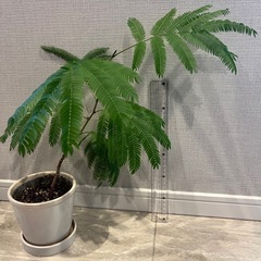 観葉植物　エバーフレッシュ　鉢植え付き