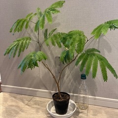 観葉植物　エバーフレッシュ　鉢なし