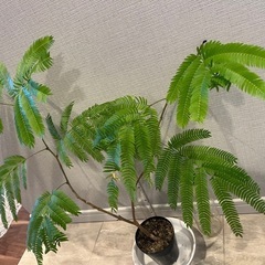 観葉植物　エバーフレッシュ　鉢なしの画像
