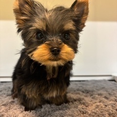 3万円でお迎えできる極小サイズのヨーキーくん✨