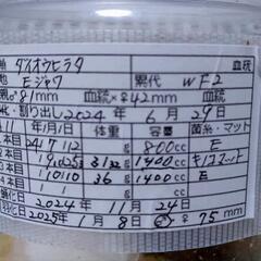 ダイオウヒラタクワガタ　ペアの画像