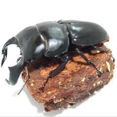 ダイオウヒラタクワガタ　ペア