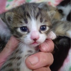 キジトラ
