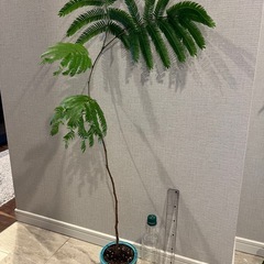 観葉植物　エバーフレッシュ　鉢付き