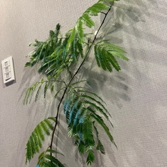 観葉植物　エバーフレッシュ　の画像