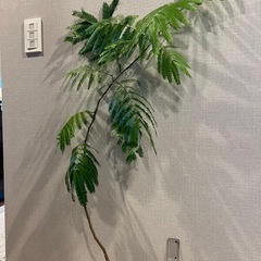 観葉植物　エバーフレッシュ　の画像