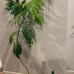 観葉植物　エバーフレッシュ　