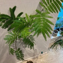 観葉植物　エバーフレッシュ　の画像