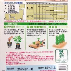１ポット１００円～　中玉トマト フルティカ ポット苗　農薬不使用の画像