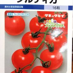 １ポット１００円～　中玉トマト フルティカ ポット苗　農薬不使用の画像