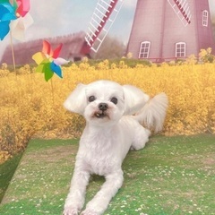 🐶マルチーズの優しい里親さんを探しています🐶