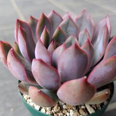 多肉植物　メビナhyb　2025年6月3日の画像