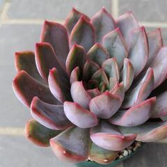 多肉植物　メビナhyb　2025年6月3日