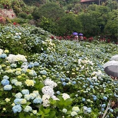 紫陽花譲ってくれませんか？