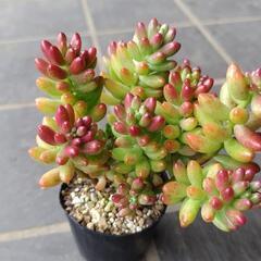 (お取引中)多肉植物　オーロラ　2025年6月3日