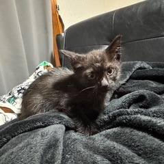 黒子猫ちゃんを引き取ってくださる方探してます。