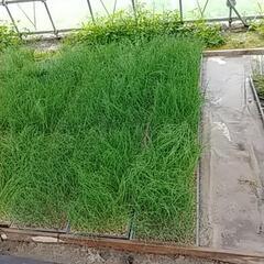 長ねぎの余り苗お譲りします🙇⤵️