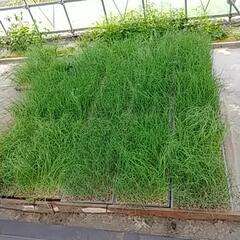 長ねぎの余り苗お譲りします🙇⤵️の画像