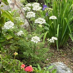 オルレアの花苗の画像