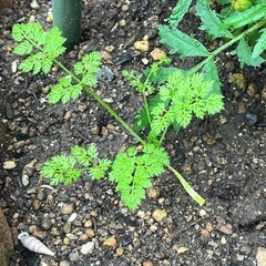 オルレアの花苗