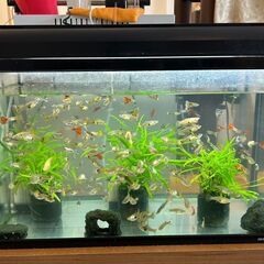 グッピー水槽一式