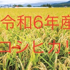令和6年産玄米30kg　コシヒカリ　1等米　残り1袋