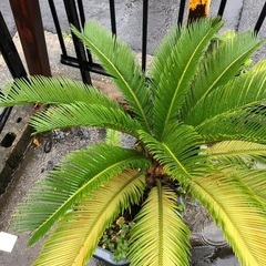蘇轍 ソテツ ガーデニング 防犯 庭 グリーン 鉢植え 子株付き...