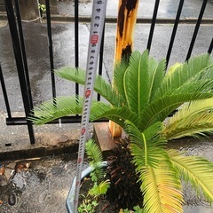蘇轍 ソテツ ガーデニング 防犯 庭 グリーン 鉢植え 子株付き お手入れ簡単の画像
