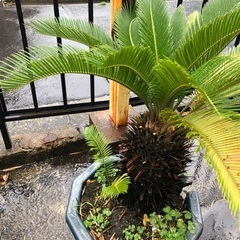 蘇轍 ソテツ ガーデニング 防犯 庭 グリーン 鉢植え 子株付き お手入れ簡単の画像