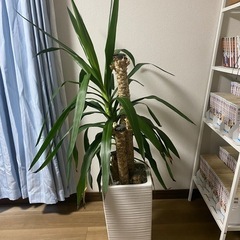 観葉植物 約150cm