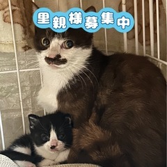 親子猫🐈🐈‍⬛