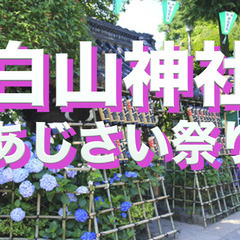 6/7 白山神社あじさい祭りに行ってみよう