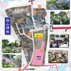 6/7 白山神社あじさい祭り+小石川植物園ピクニック【現在3名】 - 文京区