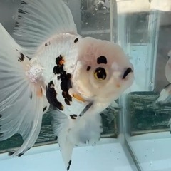 ローズテールオランダ サイズ13cm＋ 