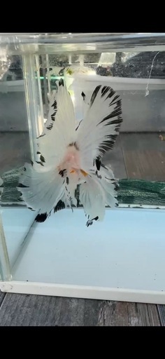 ローズテールオランダ サイズ13cm＋ 