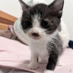子猫保護しています。