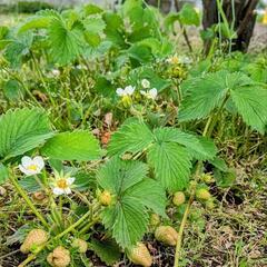 【🍓もうすぐ食べられます🍓①】たわわ！豊作苺苗の画像