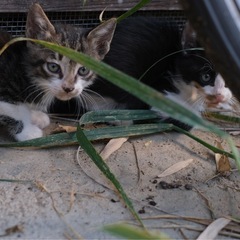 ハチワレちゃんと灰色虎柄ちゃんの子猫里親募集