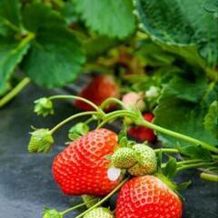 【🍓もうすぐ食べられます🍓②】たわわ！豊作！！ 苺苗🍓