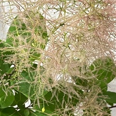 ③🌳スモークツリー（ピンクパール）の画像