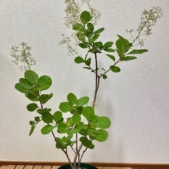 ③🌳スモークツリー（ピンクパール）の画像