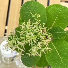 ③🌳スモークツリー（ピンクパール）の画像