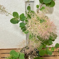③🌳スモークツリー（ピンクパール）の画像
