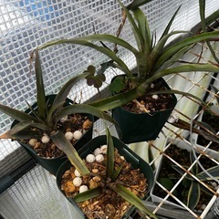 🍍パイナップル苗1株（吸芽）の画像