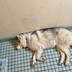 10ヶ月のシベリアンハスキーの里親さんを探しております。 - 宮崎市