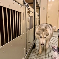 10ヶ月のシベリアンハスキーの里親さんを探しております。 - 犬